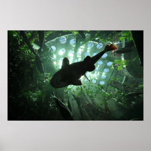 Giant Catfish Poster (Voorkant)