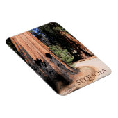 Giant Cinnamon Color Tree in Sequoia National Park Magneet (Rechterzijde)