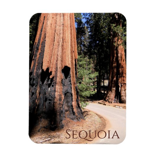 Giant Cinnamon Color Tree in Sequoia National Park Magneet (Verticaal)