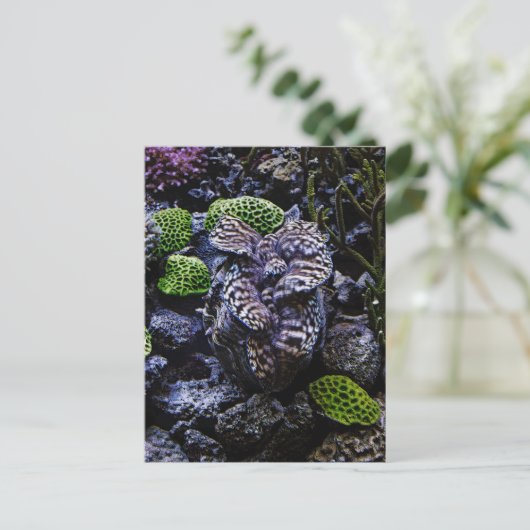 Giant Clam Briefkaart (Staand voorkant)