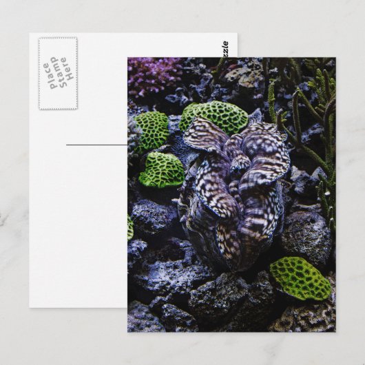 Giant Clam Briefkaart (Voorkant / Achterkant)