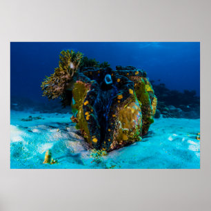 Giant Clam on the Great Barrier Reef Poster