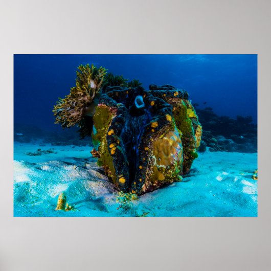 Giant Clam on the Great Barrier Reef Poster (Voorkant)