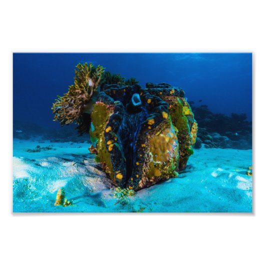 Giant Clam Photo Print Foto Afdruk (Voorkant)