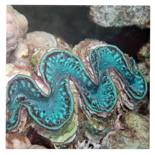 Giant Clam Tile Tegeltje (Voorkant)