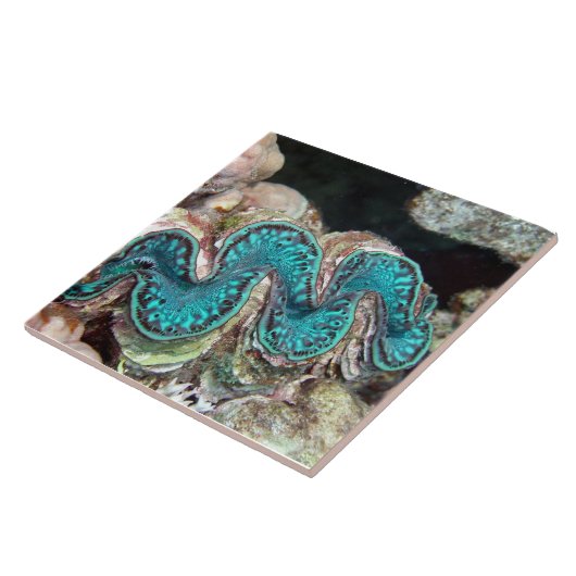Giant Clam Tile Tegeltje (Zijkant)