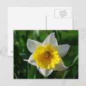 Giant Daffodil Briefkaart (Voorkant / Achterkant)