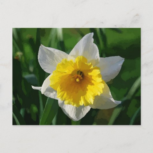 Giant Daffodil Briefkaart (Voorkant)