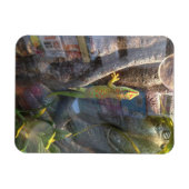 Giant Day Gecko Magnet Magneet (Horizontaal)
