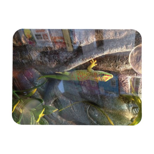 Giant Day Gecko Magnet Magneet (Horizontaal)