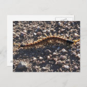 Giant Desert Centipede Briefkaart (Voorkant / Achterkant)