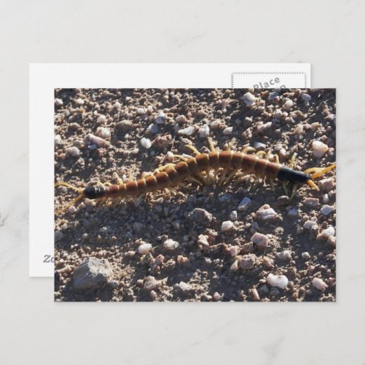 Giant Desert Centipede Briefkaart (Voorkant / Achterkant)