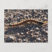 Giant Desert Centipede Briefkaart (Voorkant)
