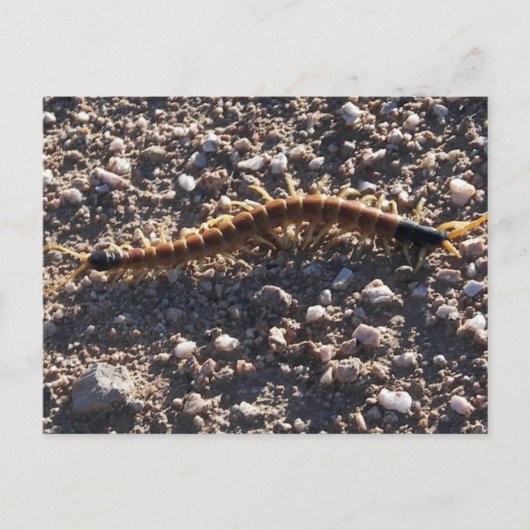 Giant Desert Centipede Briefkaart (Voorkant)