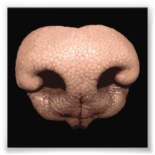 Giant Dog Nose Foto Afdruk