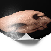 Giant Dog Nose Foto Afdruk (Hoek)