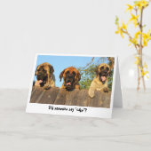 Giant Dogs gluren over het hek verjaardagskaart Kaart (Gele Bloem)