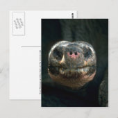 Giant Dome-Shaped Tortoise Briefkaart (Voorkant / Achterkant)