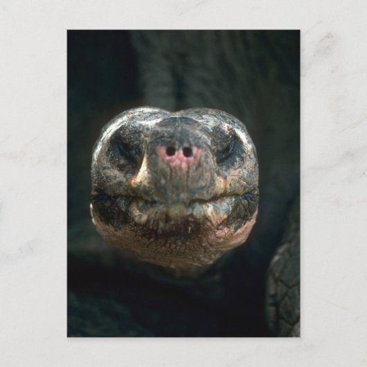 Giant Dome-Shaped Tortoise Briefkaart (Voorkant)