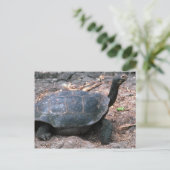 Giant Dome-Shaped Tortoise Walking Briefkaart (Staand voorkant)