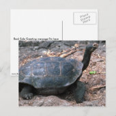 Giant Dome-Shaped Tortoise Walking Briefkaart (Voorkant / Achterkant)