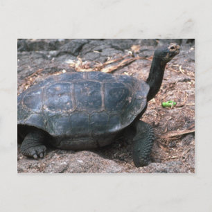 Giant Dome-Shaped Tortoise Walking Briefkaart