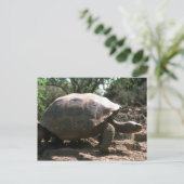 Giant Dome-Shaped Tortoise Walking Briefkaart (Staand voorkant)