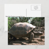 Giant Dome-Shaped Tortoise Walking Briefkaart (Voorkant / Achterkant)