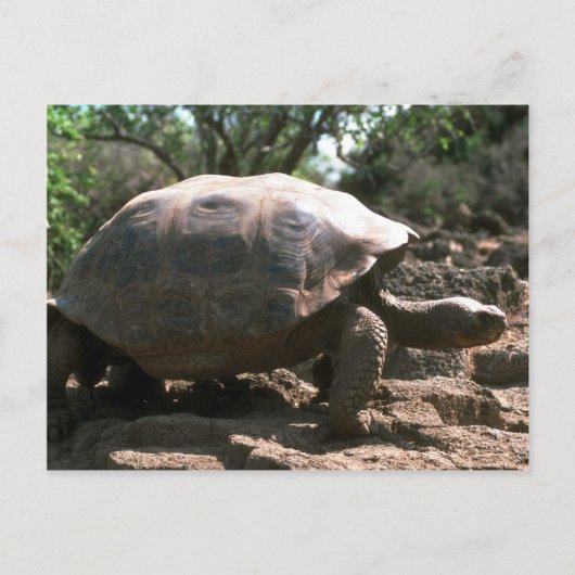 Giant Dome-Shaped Tortoise Walking Briefkaart (Voorkant)