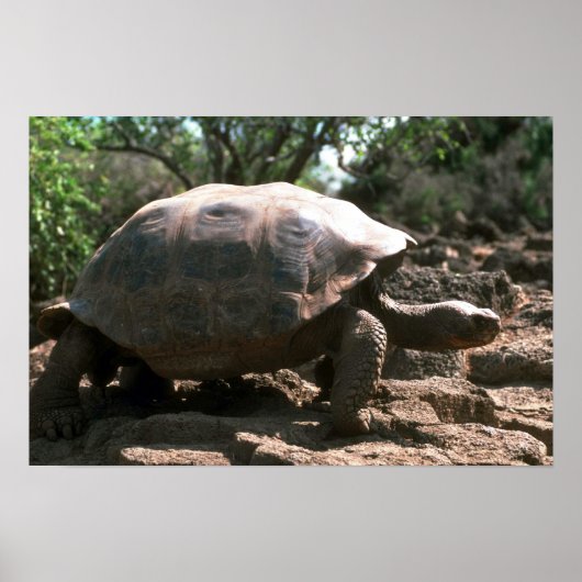 Giant Dome-Shaped Tortoise Walking Poster (Voorkant)