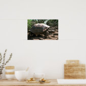 Giant Dome-Shaped Tortoise Walking Poster (Keuken)