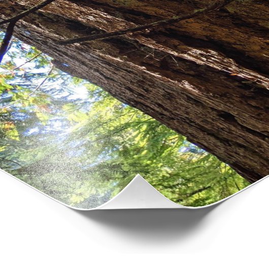 Giant Douglas Fir Tree Foto Afdruk (Hoek)