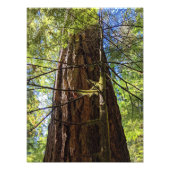Giant Douglas Fir Tree Foto Afdruk (Voorkant)