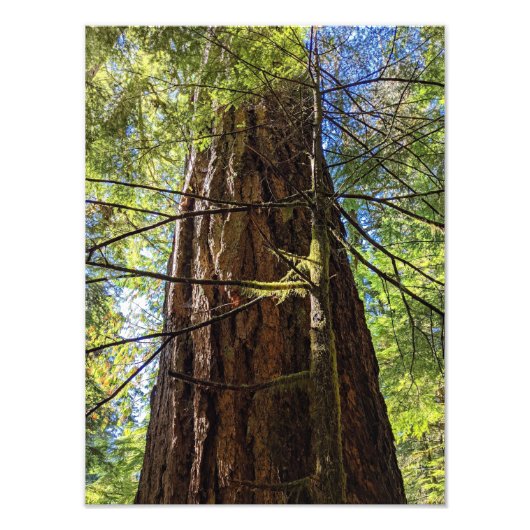 Giant Douglas Fir Tree Foto Afdruk (Voorkant)