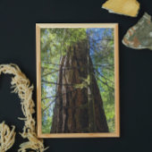 Giant Douglas Fir Tree Foto Afdruk