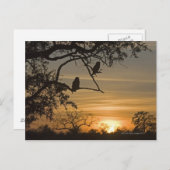 Giant Eagle Owls (Bubo lacteus), gesilhoueteerd te Briefkaart (Voorkant / Achterkant)