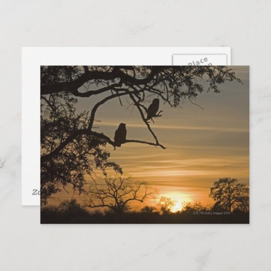 Giant Eagle Owls (Bubo lacteus), gesilhoueteerd te Briefkaart (Voorkant / Achterkant)