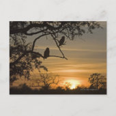 Giant Eagle Owls (Bubo lacteus), gesilhoueteerd te Briefkaart (Voorkant)