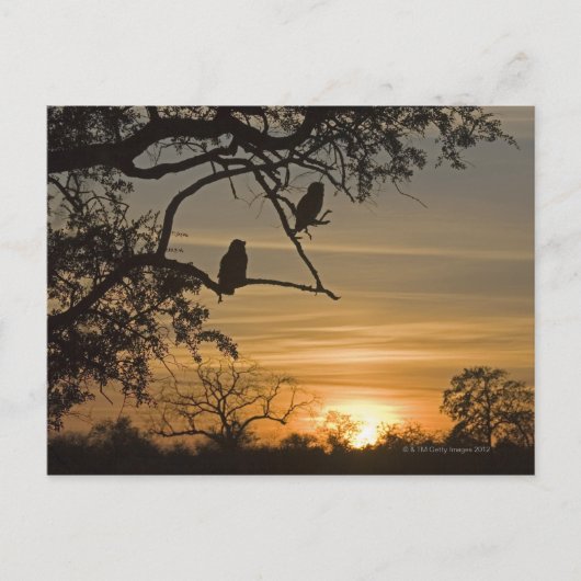 Giant Eagle Owls (Bubo lacteus), gesilhoueteerd te Briefkaart (Voorkant)