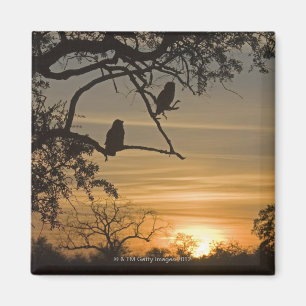 Giant Eagle Owls (Bubo lacteus), gesilhoueteerd te Magneet
