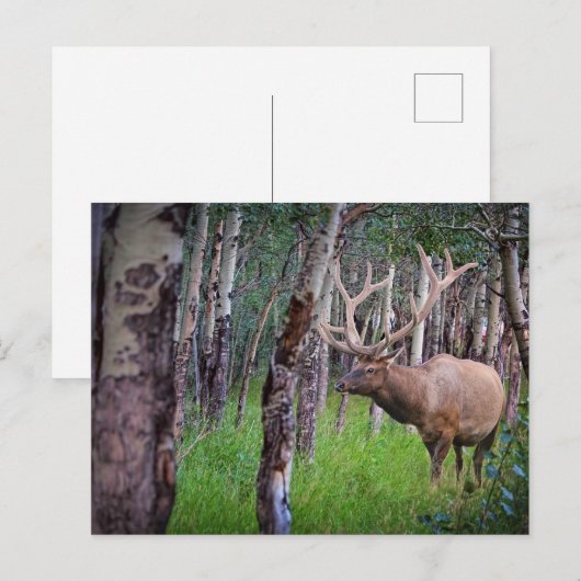 Giant Elk Photo Briefkaart (Voorkant / Achterkant)