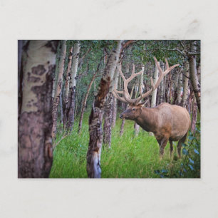 Giant Elk Photo Briefkaart