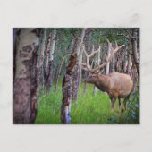 Giant Elk Photo Briefkaart (Voorkant)