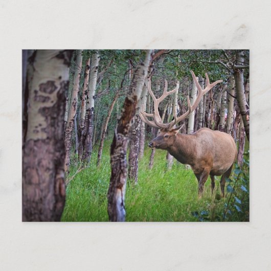 Giant Elk Photo Briefkaart (Voorkant)