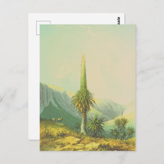  Giant Exotic Plant Briefkaart (Voorkant / Achterkant)