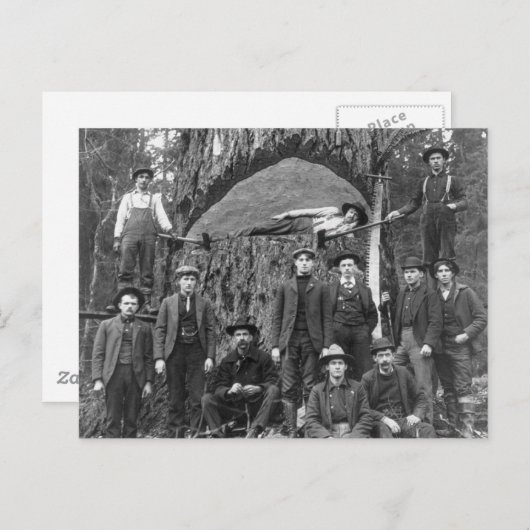 Giant Fir Tree Ready to Herfst, 1902 Briefkaart (Voorkant / Achterkant)