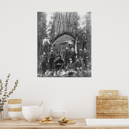 Giant Fir Tree Ready to Herfst, 1902 Poster (Keuken)