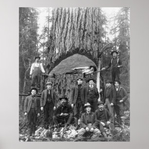 Giant Fir Tree Ready to Herfst, 1902 Poster