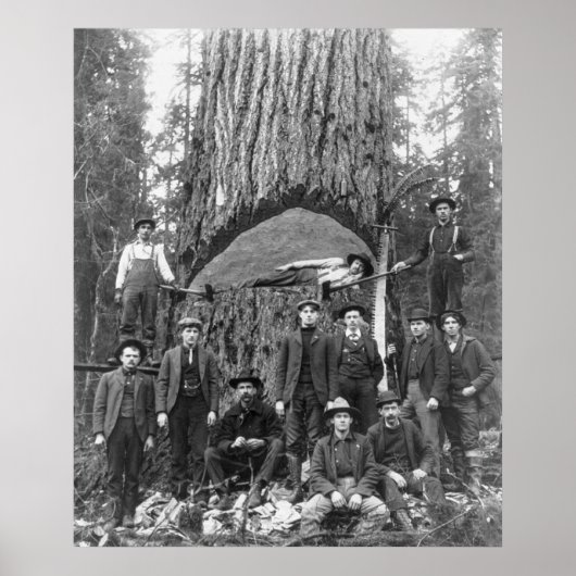 Giant Fir Tree Ready to Herfst, 1902 Poster (Voorkant)