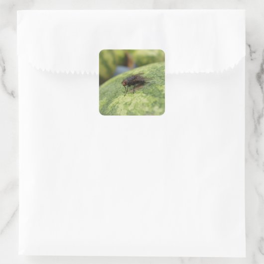 GIANT Fly Sticker Set (Tas)